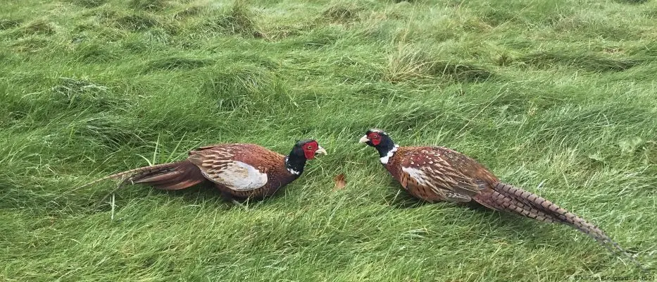 Mølleåens Golf Klub, bilde 2