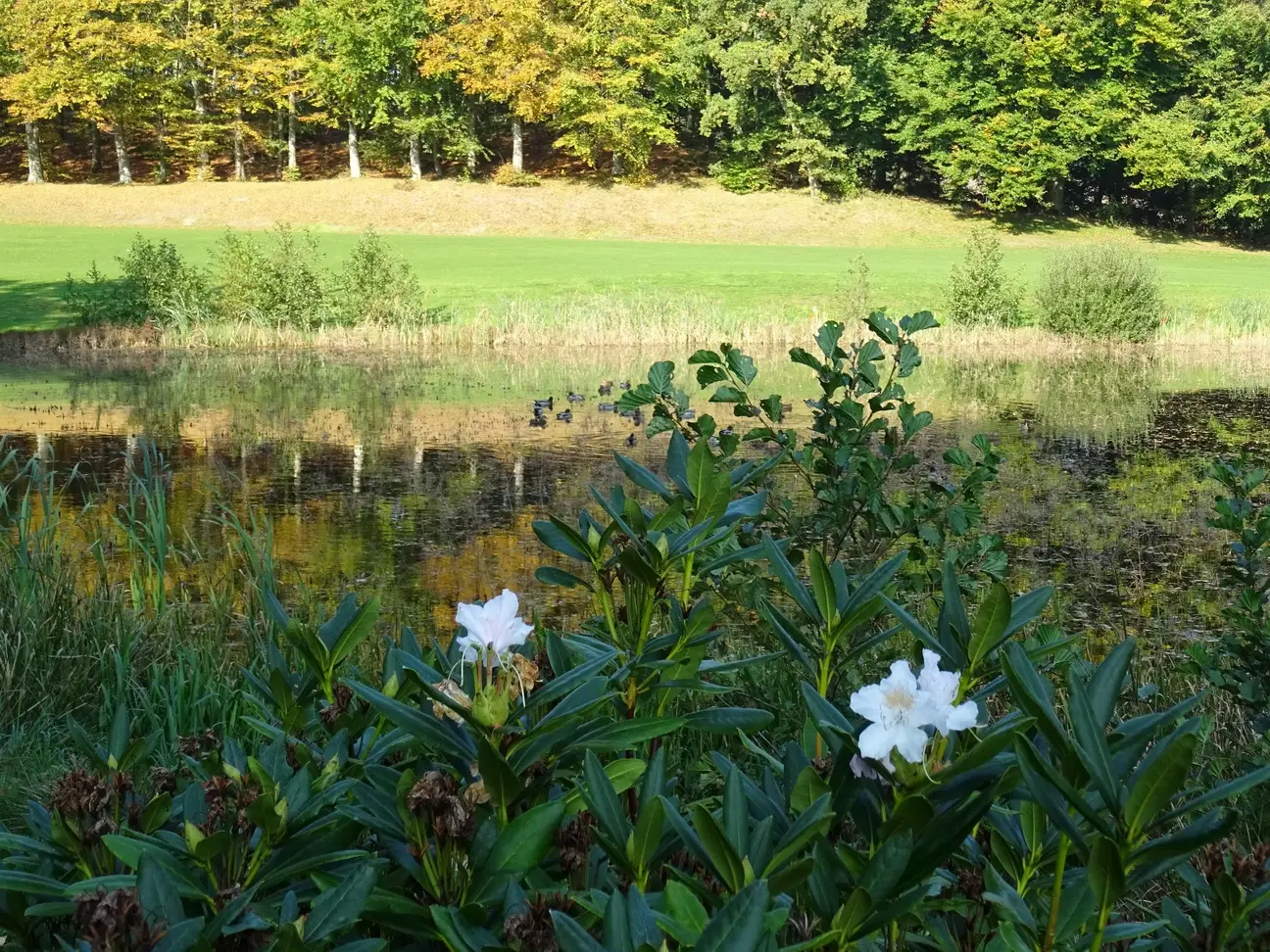 Tange Sø Golfklub
